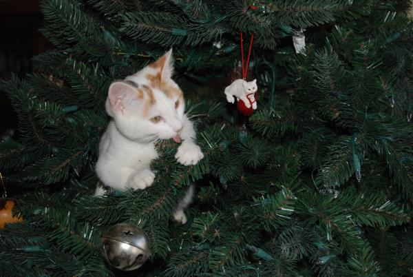 /Images/uploads/Humane Society of Utah/HSUCalendar/entries/1052thumb.jpg